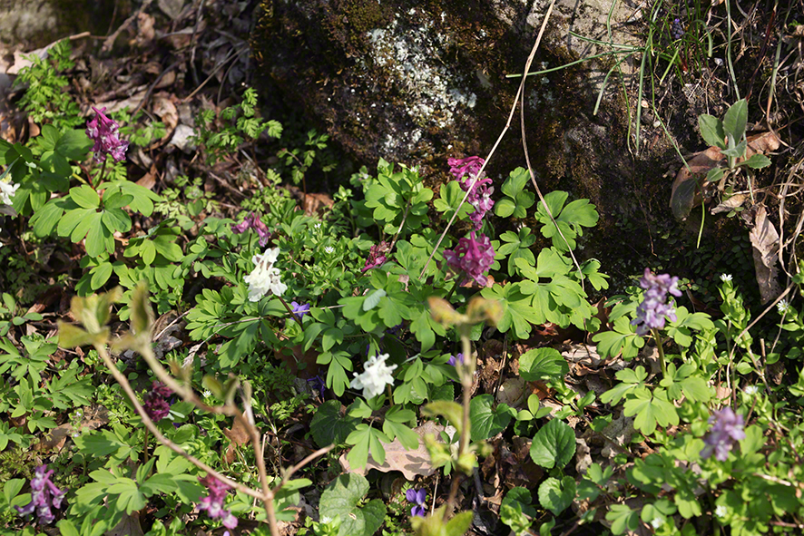 Hohler Lerchensporn